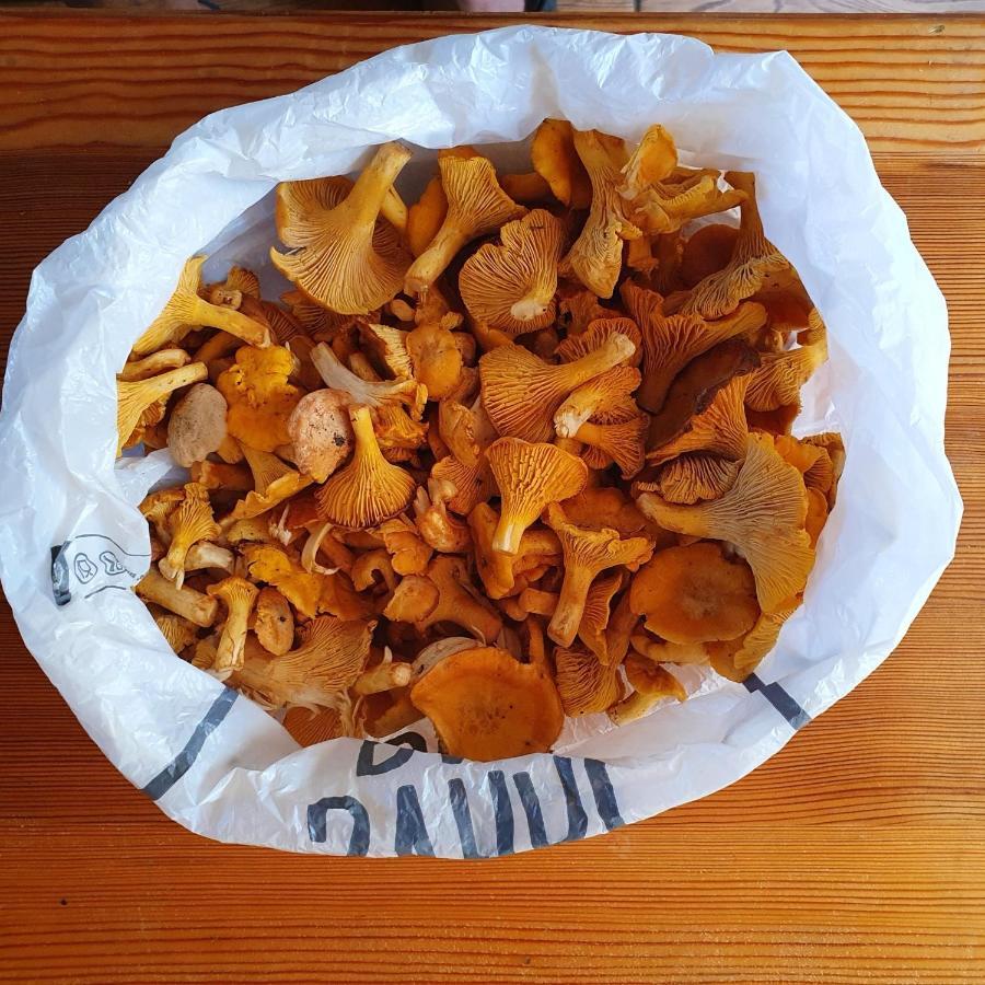 Planinska Koliba Ajdanovici Jelovac Nisicka Visoravan Olovo  Luaran gambar
