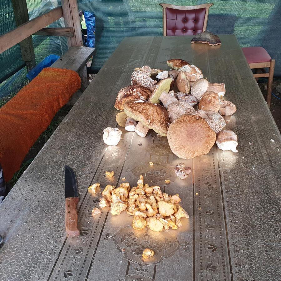 Planinska Koliba Ajdanovici Jelovac Nisicka Visoravan Olovo  Luaran gambar
