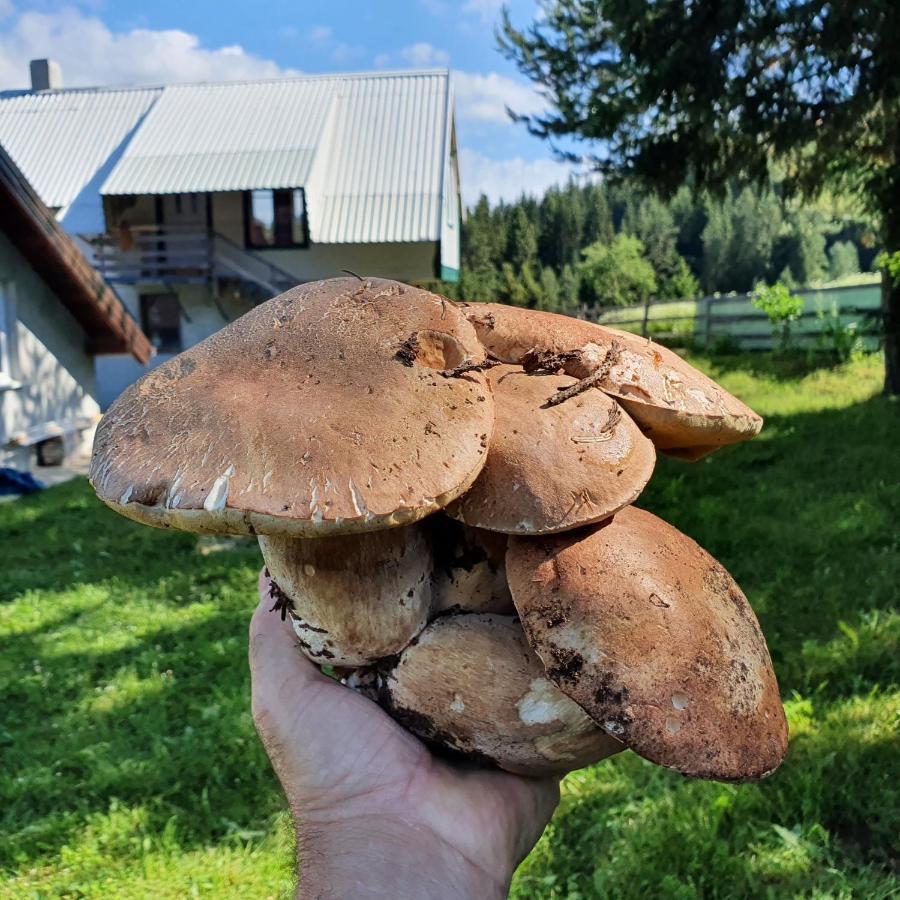 Planinska Koliba Ajdanovici Jelovac Nisicka Visoravan Olovo  Luaran gambar
